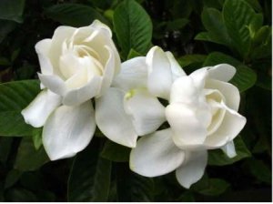 Gardenias