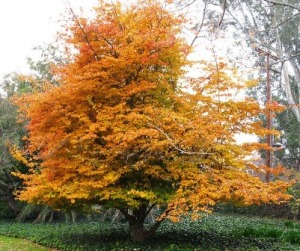Parrotia