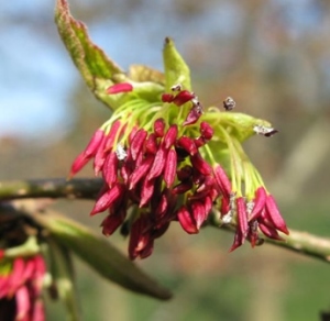 Parrotia flor