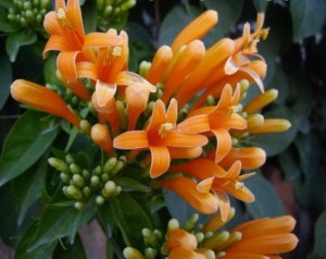 Pyrostegia