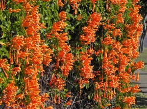 Pyrostera venusta