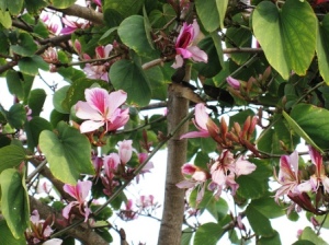 bauhinia