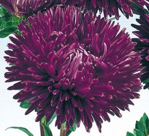 callistephus-chinensis-gala-purple