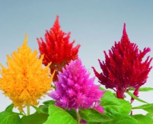 celosia_plumosa