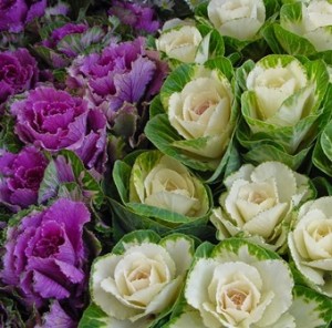 col ornamental