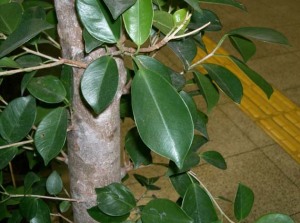 ficus