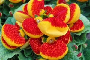 CALCEOLARIA FUEGO