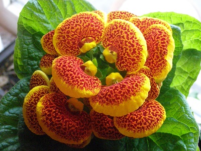 Calceolaria o Zapatitos de la Virgen