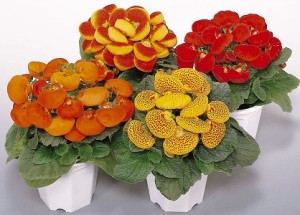 Calceolarias
