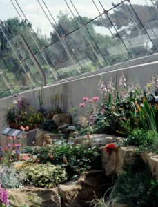 Plantas alpinas
