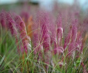 Flor de Muhlenbergia