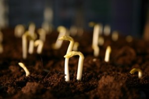 Guisantes-germinando