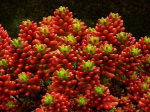 Hojas sedo rojo