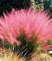 Muhly rosa: césped de invierno que alegra tu jardín