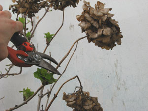 Poda ramas viejas