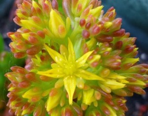 Sedum rubrotinctum flor