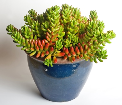 Sedum x rubrotinctum: Sedo Rojo, dedos, platanitos.