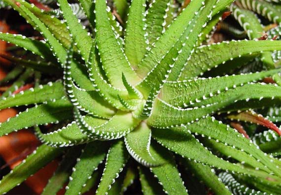 Aloe vera, una planta para todo el mundo