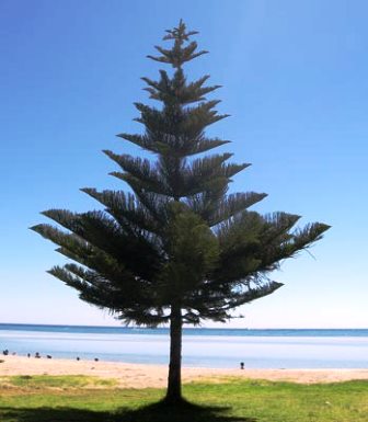 La Araucaria o Pino de Norfolk