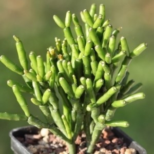 Hatiora_salicornioides