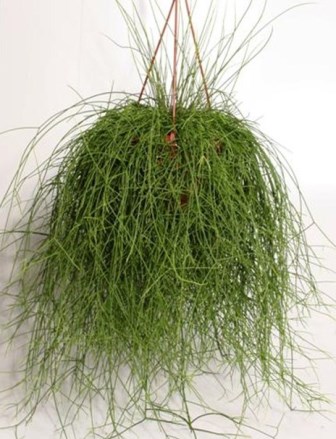 Rhipsalis: El cactus tropical