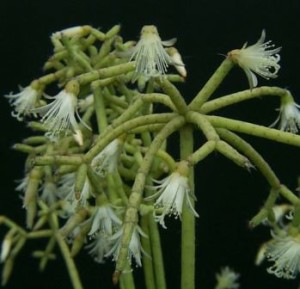 Rhipsalis_cereuscula