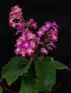 Streptocarpus Rose