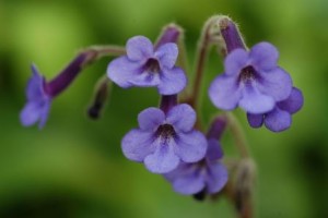 Flor streptocarpus