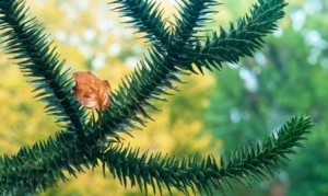 araucaria hojas