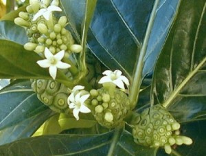 flores-de-noni