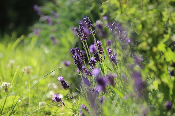 Lavanda para tener un aroma excelente en el hogar