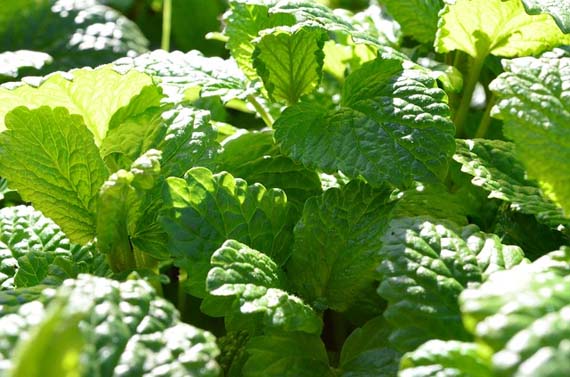Características de la menta