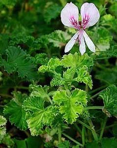 pelargonium-crispum