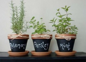 plantas aromáticas