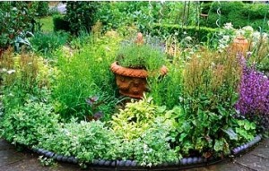 plantas jardin-medicina