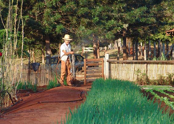 La mejor hora para regar las plantas