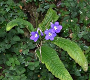 streptocarpus