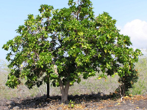Árbol del noni
