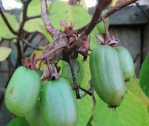 Actinidia-kolomikta