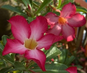 Flor de la rosa del desierto Flor de la rosa del desierto