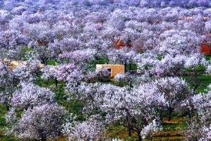 Almendros