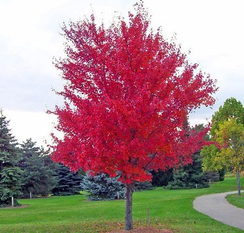 Arce rojo americano – Acer Rubrum