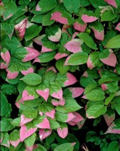 Actinidia kolomikta