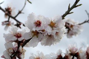 Flor de almendro
