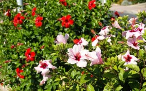 Floración