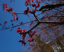 Flores Arce rojo