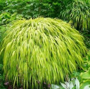 Hakonechloa