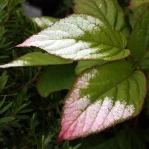 Hoja Actinidia