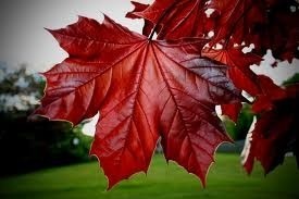Arce rojo americano, hoja Arce rojo americano, hoja