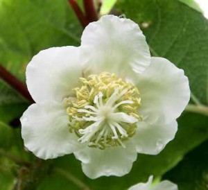 Flor 
